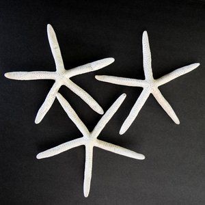 3 Vintage Linckia Starfish Specimen 9"
